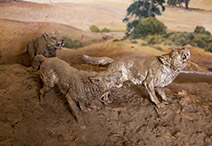 The three dire wolves
