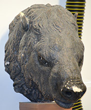 Paramylodon head A