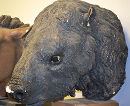 Paramylodon head B