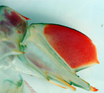 O. cultrifer 1