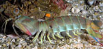 O. cultrifer 2