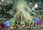 O. cultrifer 3
