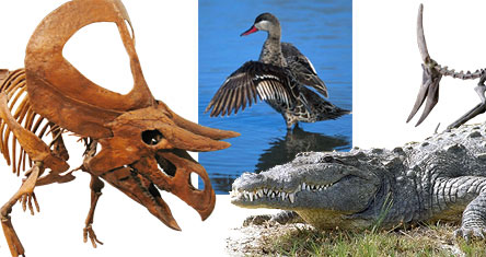Archosaurs