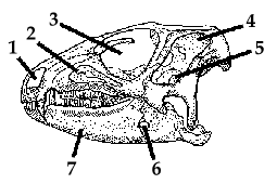 Dinosaur skull diagram