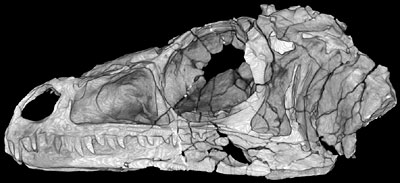 Eoraptor skull