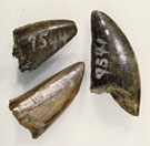 Dinosaur teeth