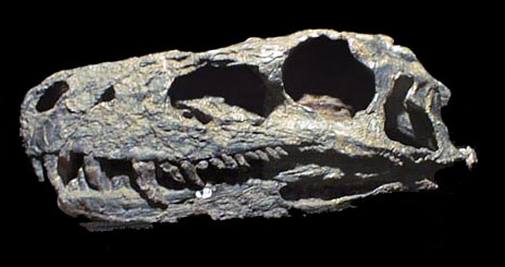 Herrerasaurus skull