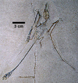 Rhamphorhynchus