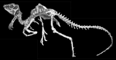 Heterodontosaurus skeleton
