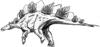 Stegosaurus reconstruction