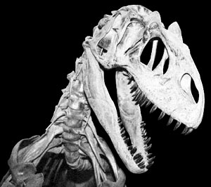 Allosaurus fragilis