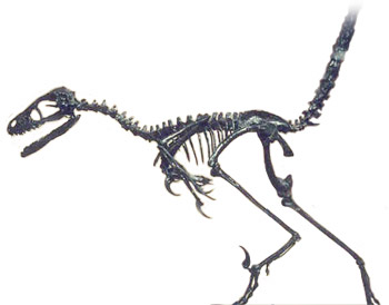 Bambiraptor