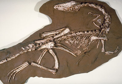 Coelophysis