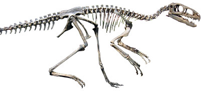 Coelurosaur