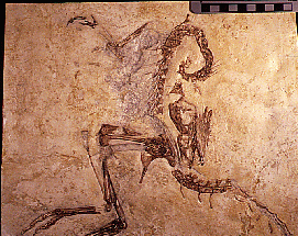 Compsognathus