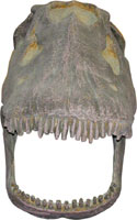 Front view of Diplodocus skull