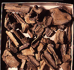 Fragments of hollow 
theropod bones