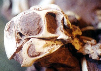 Ingenia skull