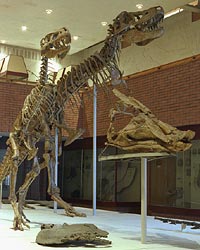Tarbosaurus
