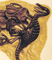 Velociraptor 
and Protoceratops