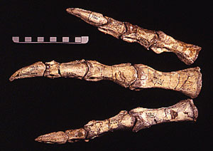 Dilophosaurus pes