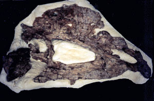 Dilophosaurus skull