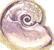 Ammonite