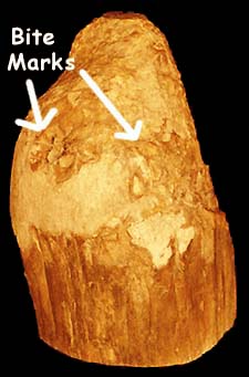 Fossil beaver-chewed stump