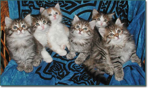 Litter of kittens