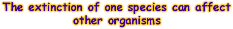 The extinction of one species can affect other organisms