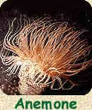Anemone