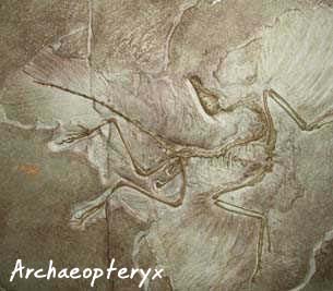 Archaeopteryx