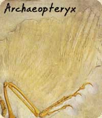 Archaeopteryx wing