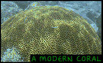 A modern coral
