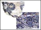 Archaeocyathids
