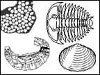 Cambrian dwellers