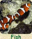 Clown fish