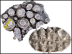 Rudist bivalves and scleractinian corals