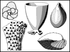Cretaceous reef dwellers