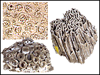 Stromatoporoid sponges, tabulate corals and rugose corals