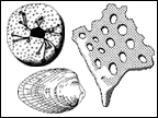 Devonian reef dwellers