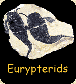 Eurypterid