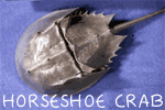 Horseshoe crab