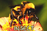 Insect