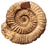 ammonite