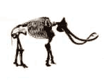 mammoth