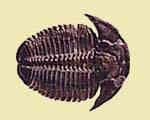 trilobite