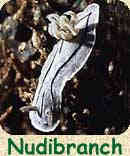 Nudibranch