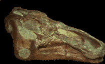 hadrosaur skull