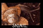 Snail